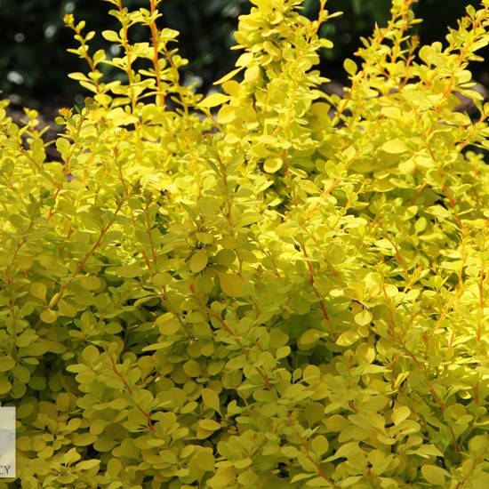 

Барбарис Тунберга Ауреа, Berberis thunbergii Aurea