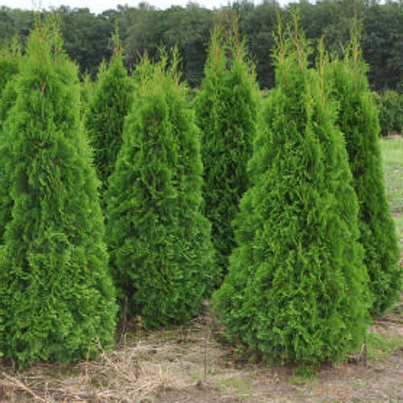 

Туя западная Смарагд 95-105см ком земли (Thuja occidentalis Smaragd )