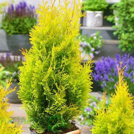 

Туя западная Санни Смарагд \ Thuja occ. 'Sunny Smaragd' (1.2л 20-25см) саженцы