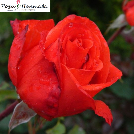 

Литке (Rosа hybrid tea Litke)