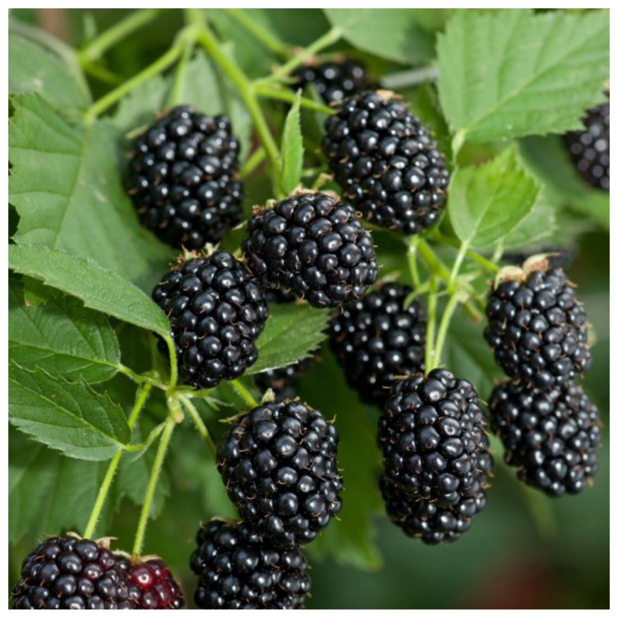 

Ежевика ремонтантная Рубен