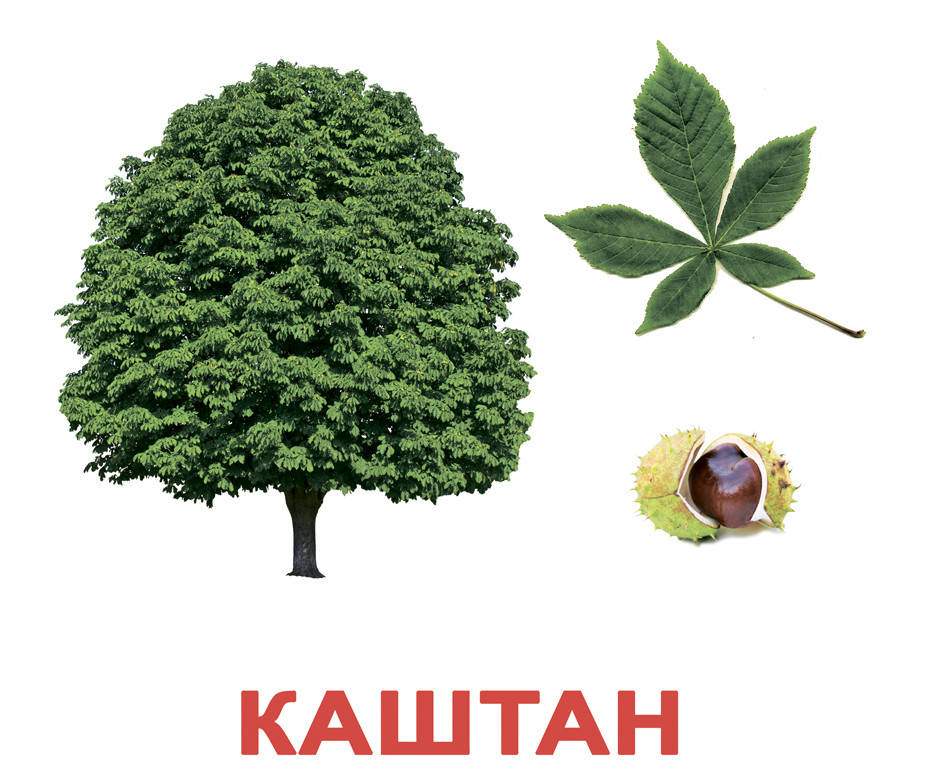 

Деревья. Карточки Домана. Вундеркинд с пелёнок