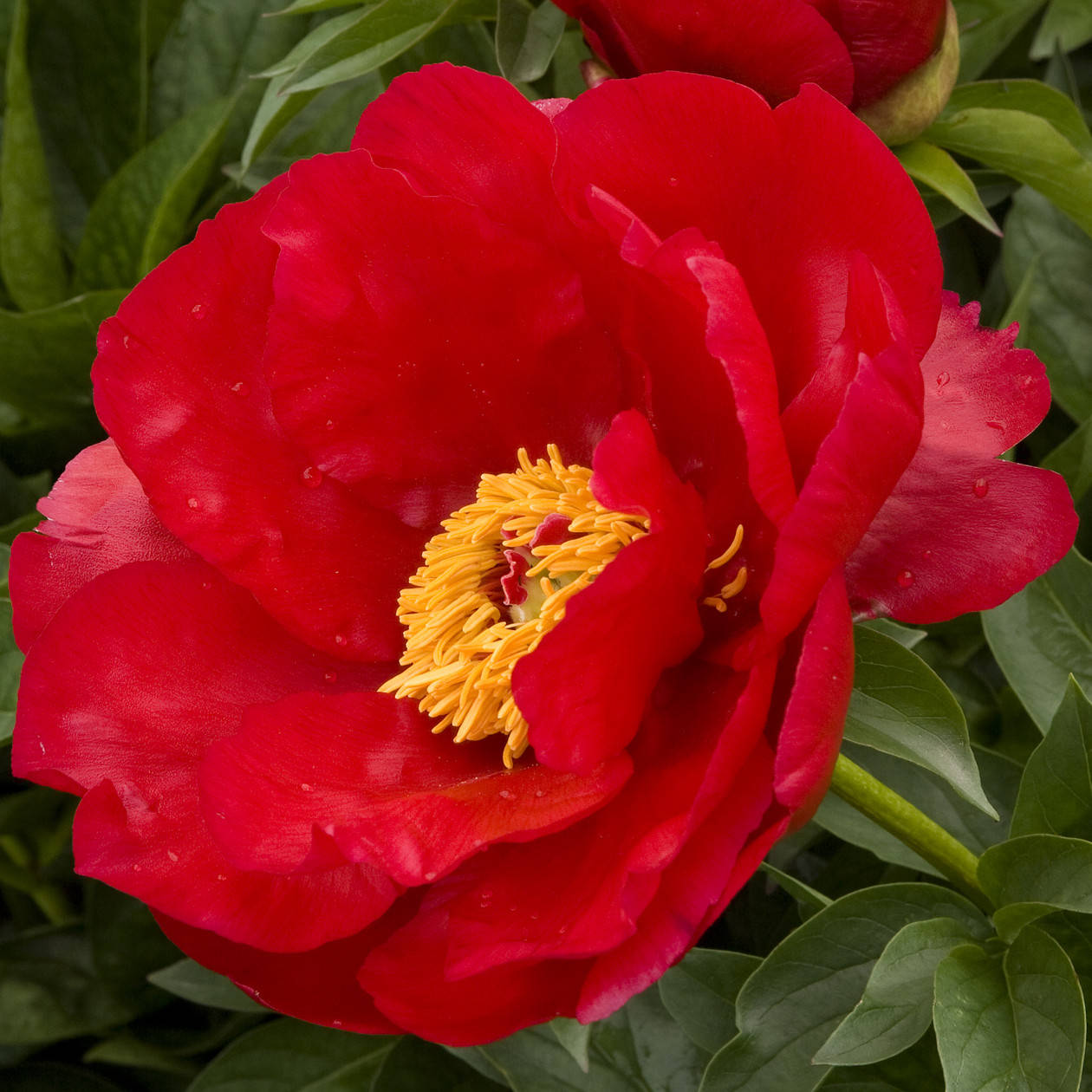 

Пион Orange Glory (корневища)