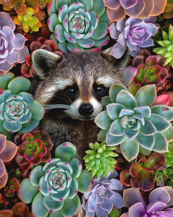 

Алмазная мозаика "Енот в разноцветных сукулентах", 40*50см