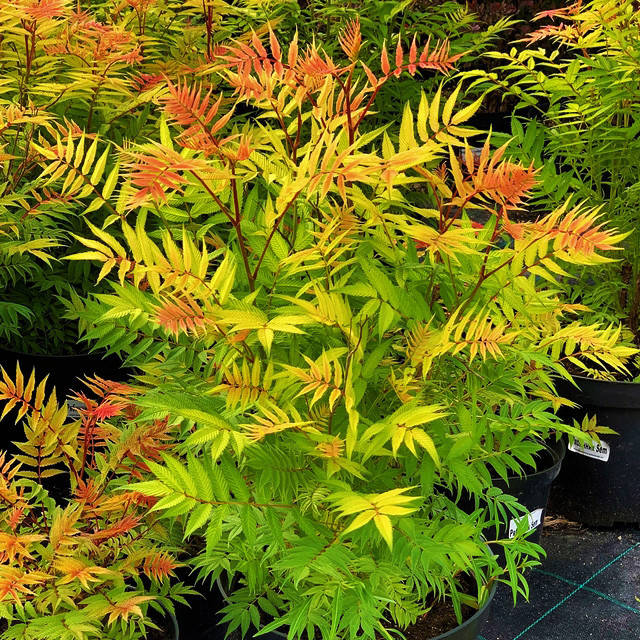 

Рябинник Сэм / Sorbaria sorbifolia Sem / C3