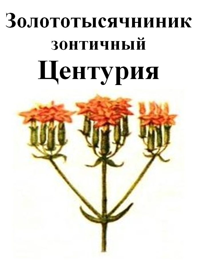 

Золототысячник зонтичный (центурия), 30 грамм