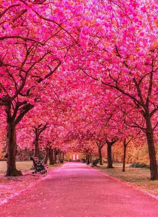 

Алмазная вышивка Картина стразами 5D Парк в цвету 30х40 см Полная выкладка Круглые камни