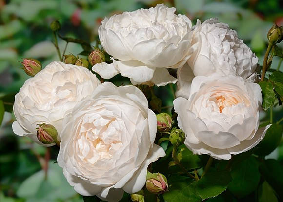 

Троянда Глэмис Кастл