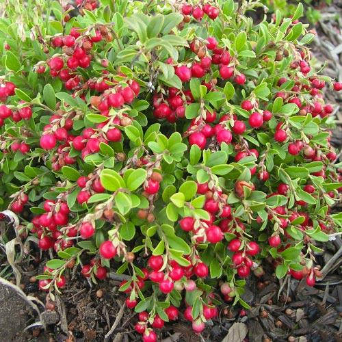 

Журавлина крупноплідна Ерлі Блек/ Vaccinium macrocarpon 'Early Black' С3 /Н 30-40