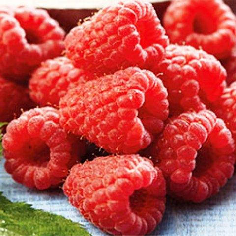 

Саженцы (кусты) ремонтантной малины Париж - сладкая, крупноплодная, промышленная