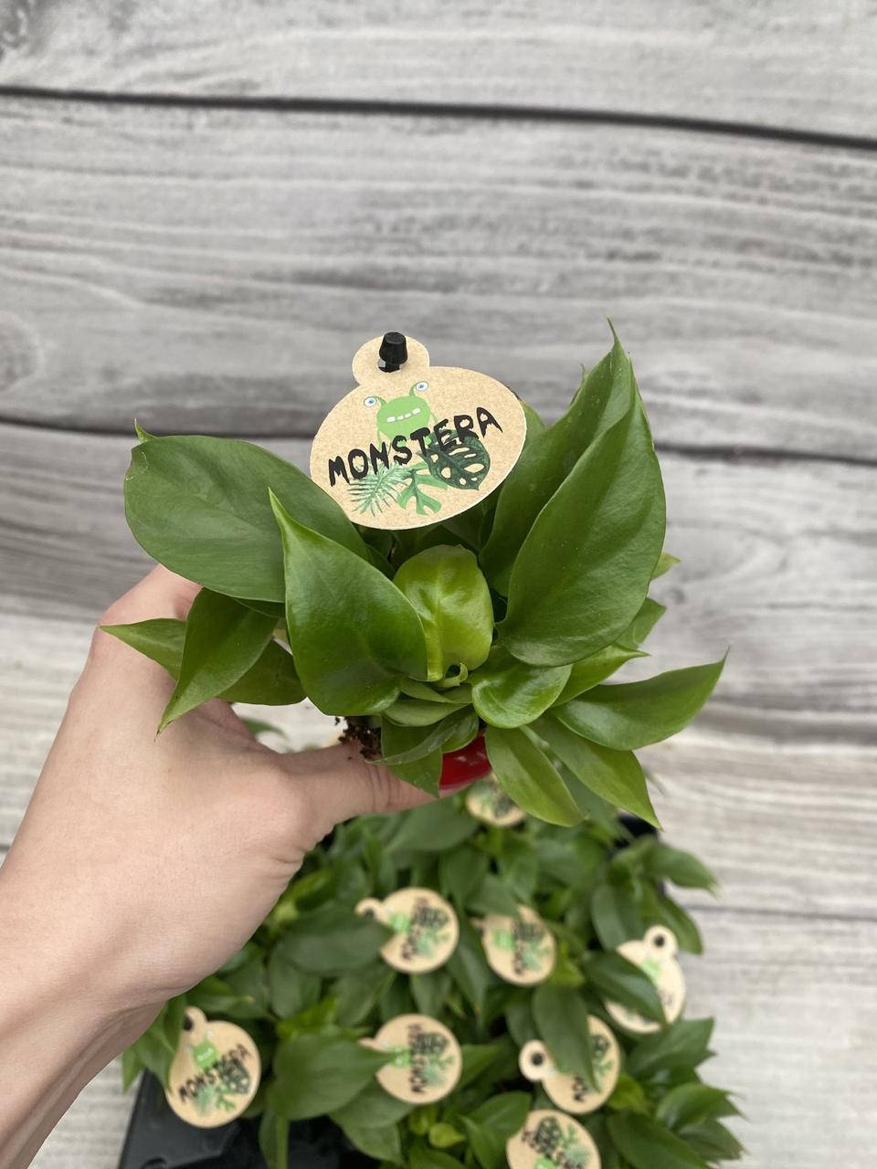 

Монстера минима, горшочек 6 см