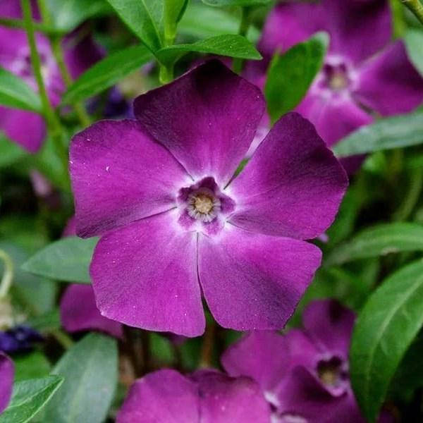 

Барвинок Атропурпуреа (Atropurpurea)