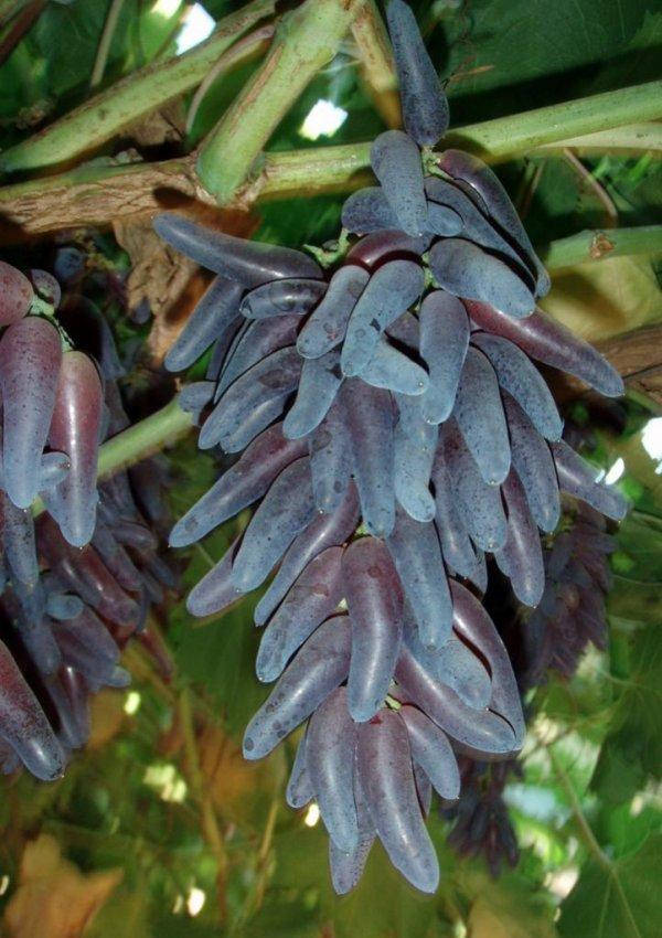 

Саженцы Винограда ВЕДЬМИН ПАЛЕЦ (среднего срока созревания)