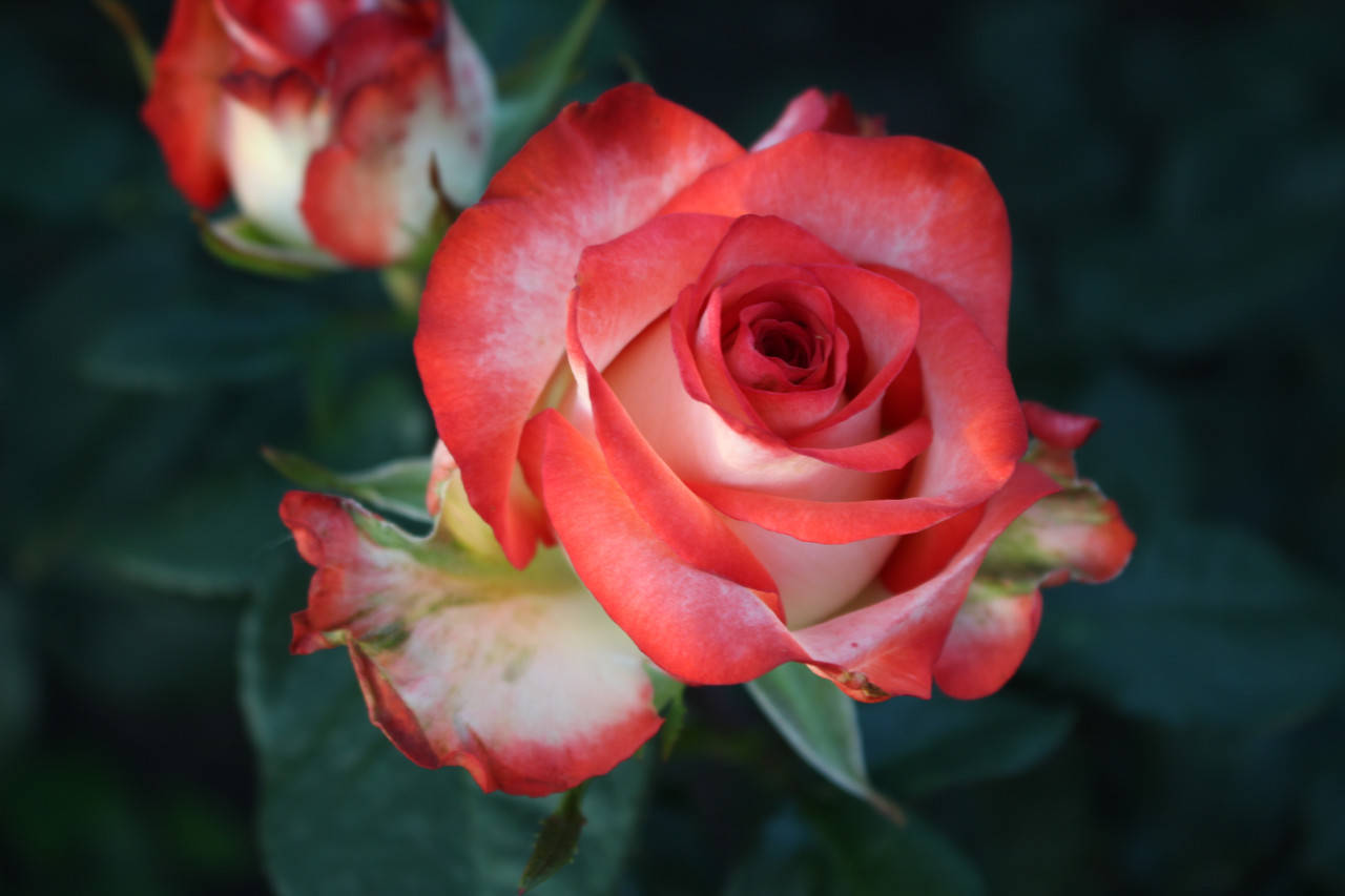 

Саженцы роз Блаш (Blush)