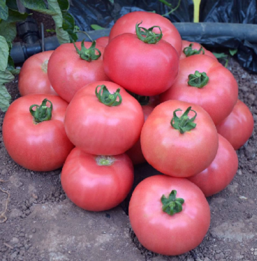 

Семена Томат детерминантный Торбей F1 поштучно 15 семян Bejo Zaden