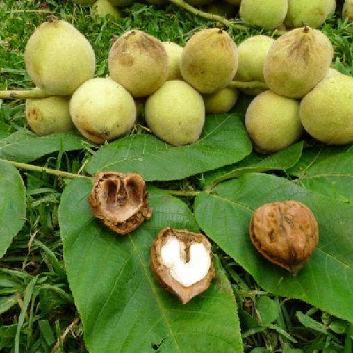 

Орех серый, Júglans cinérea