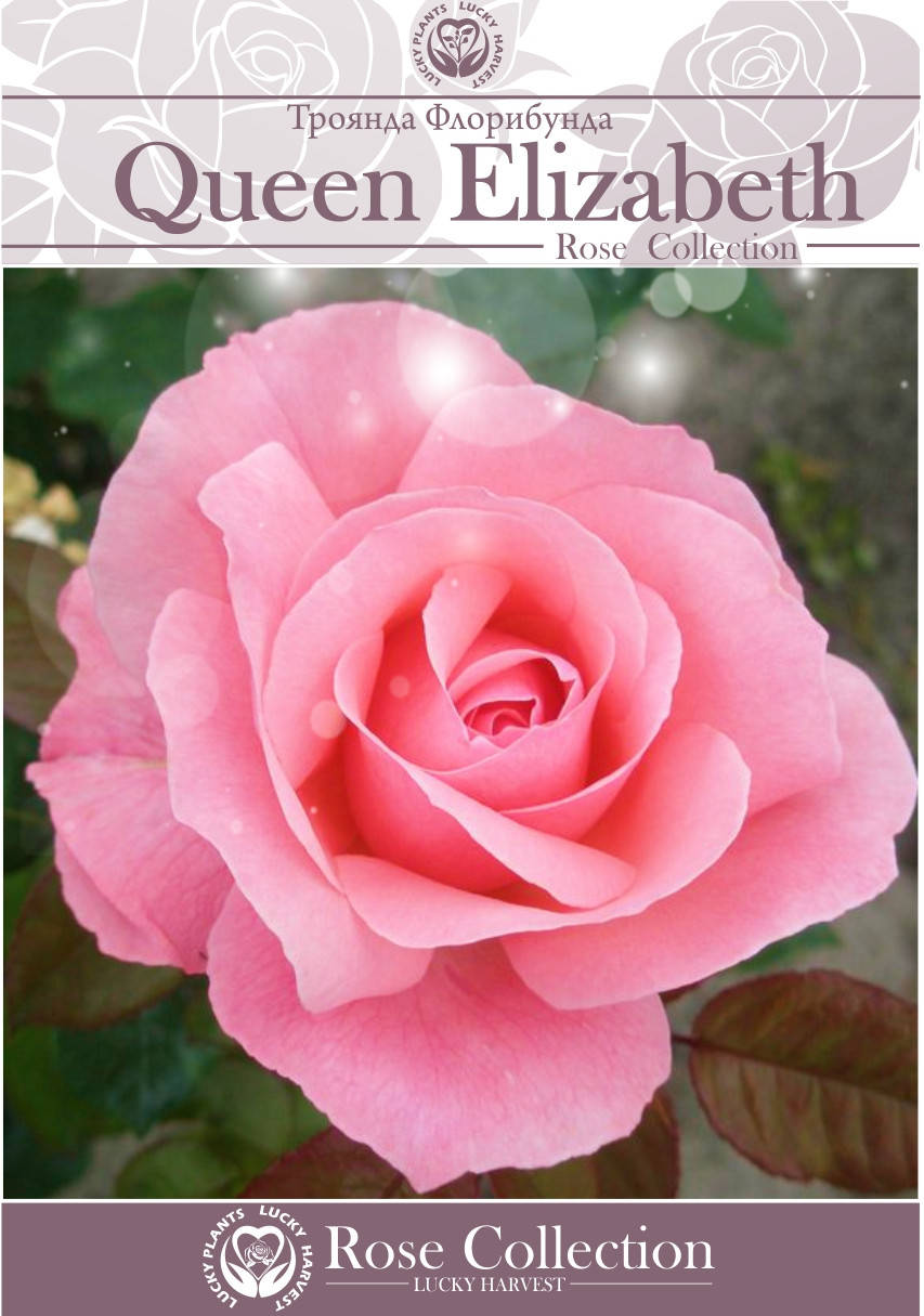 

Саженцы Чайно-Гибридных Роз " Queen Elizabeth " ( Королева Элизабет ) ТМ LUCKY HARVEST. Возраст 2+