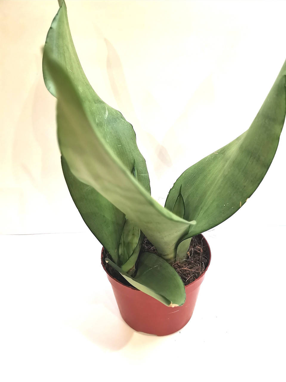 

Сансевиерия Sansevieria moonshine Суккулент Комнатное растение
