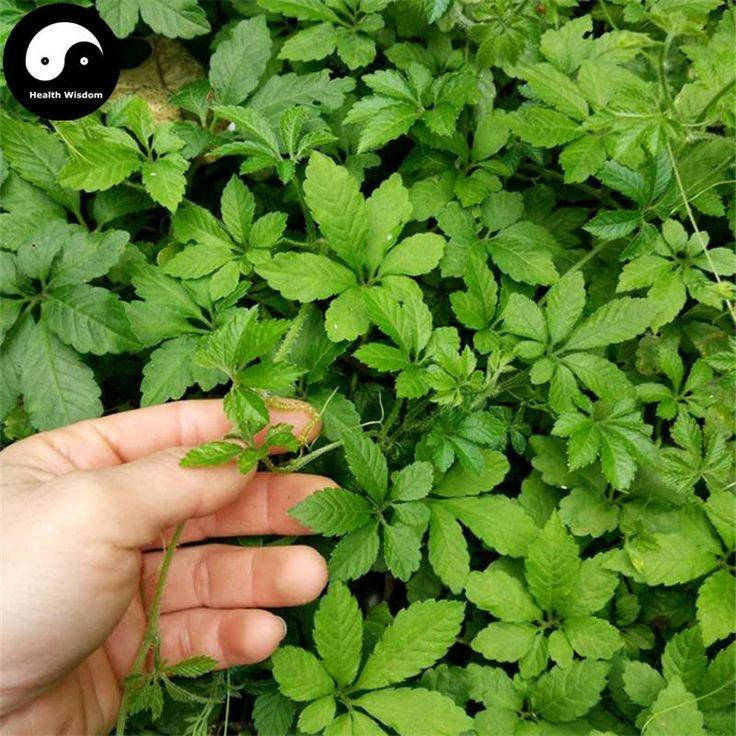 

Гиностемма пятилистная, Gynostemma pentaphyllum, Зелёный