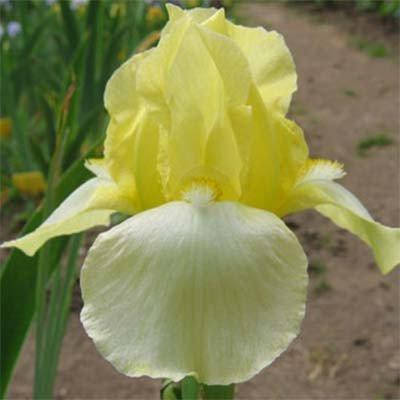 

Ирис Blessed Again (корневища)