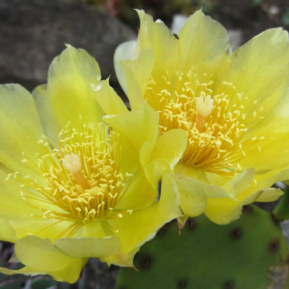 

Опунция садовая желтая, Opuntia
