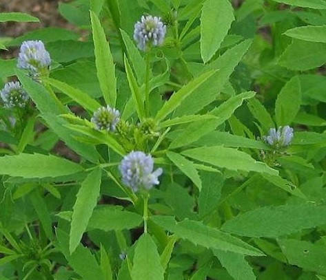 

Пажитник голубой (Тригонелла) - семена 50 шт