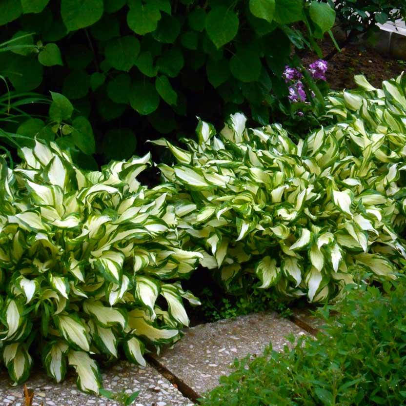 

Хоста Медиовариегата, Hosta Mediovariegata