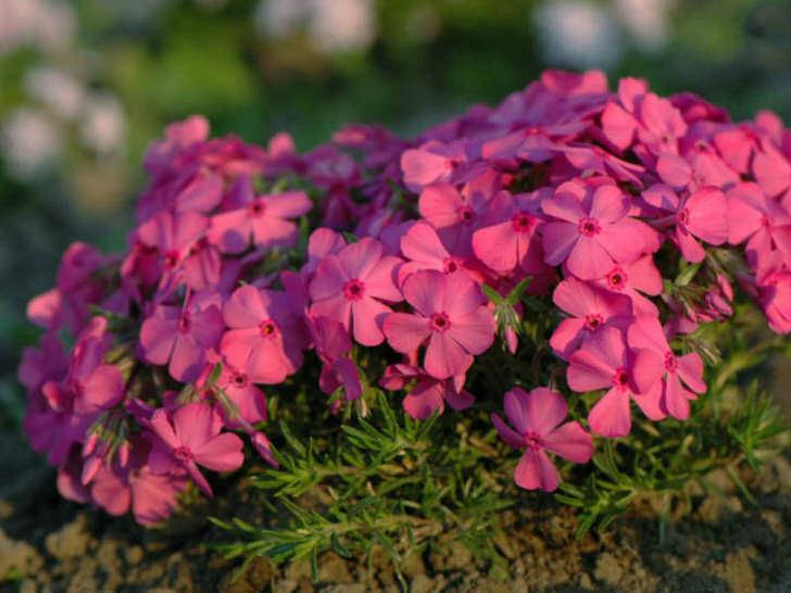 

Флокс шиловидный Marjorie (Марджори) малиново-розовый крупноцветковый