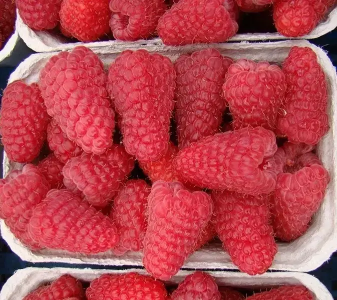 

Малина "ПАТРИЦИЯ" крупноплодная / Саженцы / Ремонтантный сорт раннего срока созревания