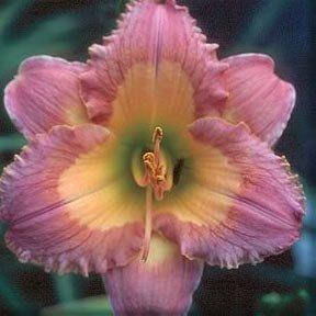 

Лилейник Chinese Incantation (саженцы)