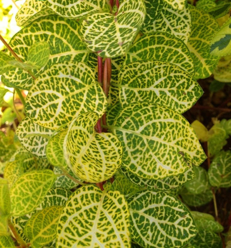 

Жимолость японская «Aureoreticulata», 20-30 см, 2-летки, контейнер 0,5 л