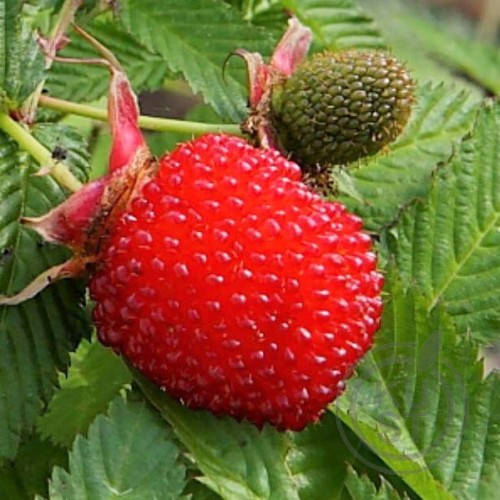 

Тибетська малина "Мяо-Мяо" (Rubus rosaefolius)
