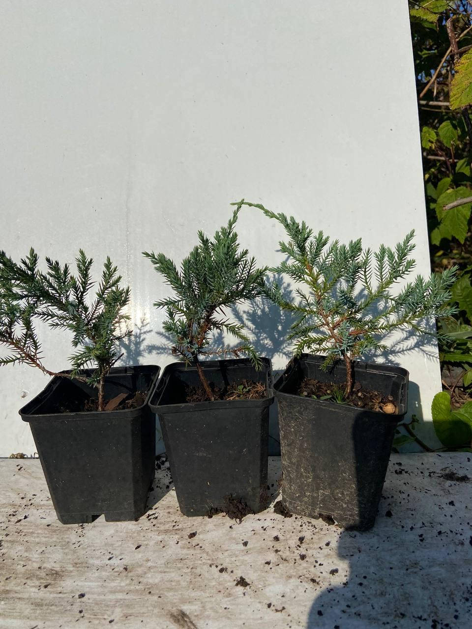 

Можжевельник чешуйчатый Холгер (Juniperus squamata Holger) 12-20 см