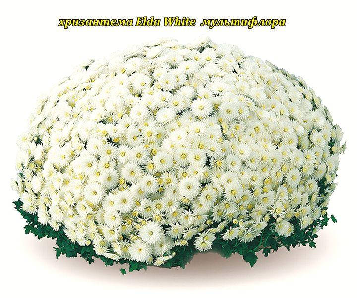 

Хризантема Elda White (Эльда Уайт). Мультифлора рассада