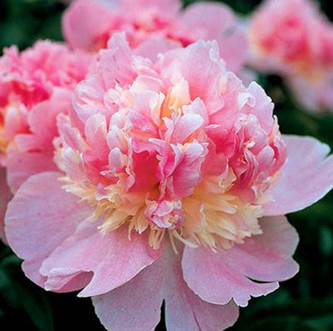 

Пион Petticoat Flounce (корневища)