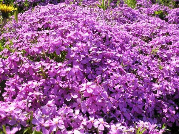 

Флокс шиловидный розовый "Atropurpurea" Р9