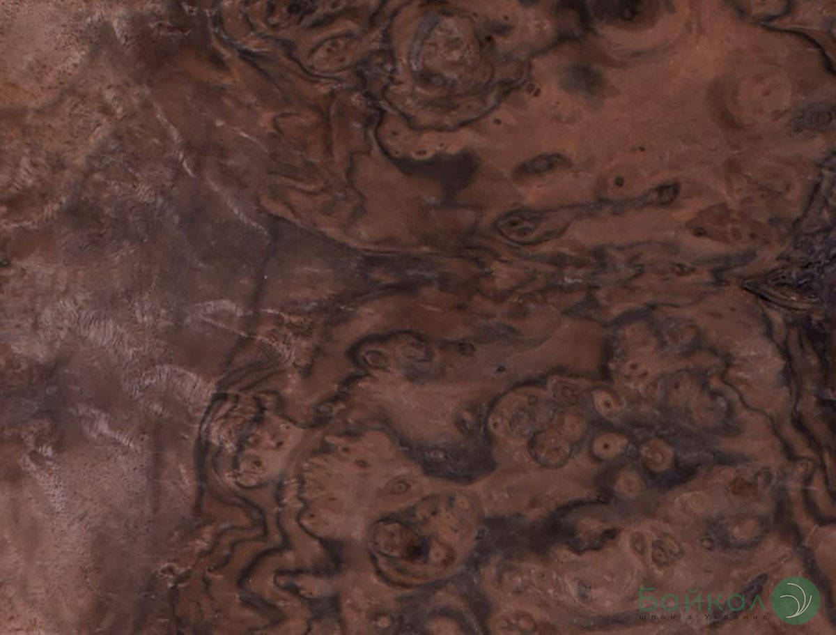 

Шпон корень Орех Американский 0,6 мм - Singl