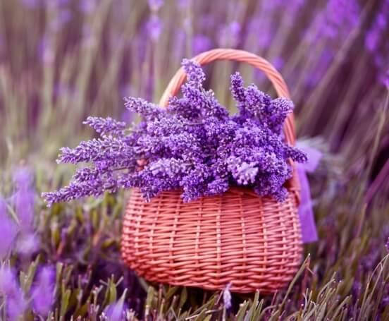 

Семена Лаванда Узколистная 2 грамма Hem Zaden LedaAgro