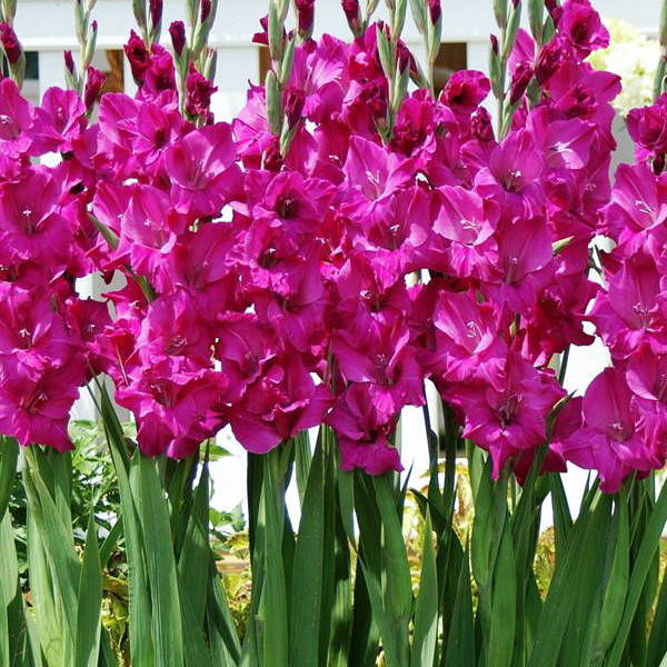 

Гладиолус Sugar Plum