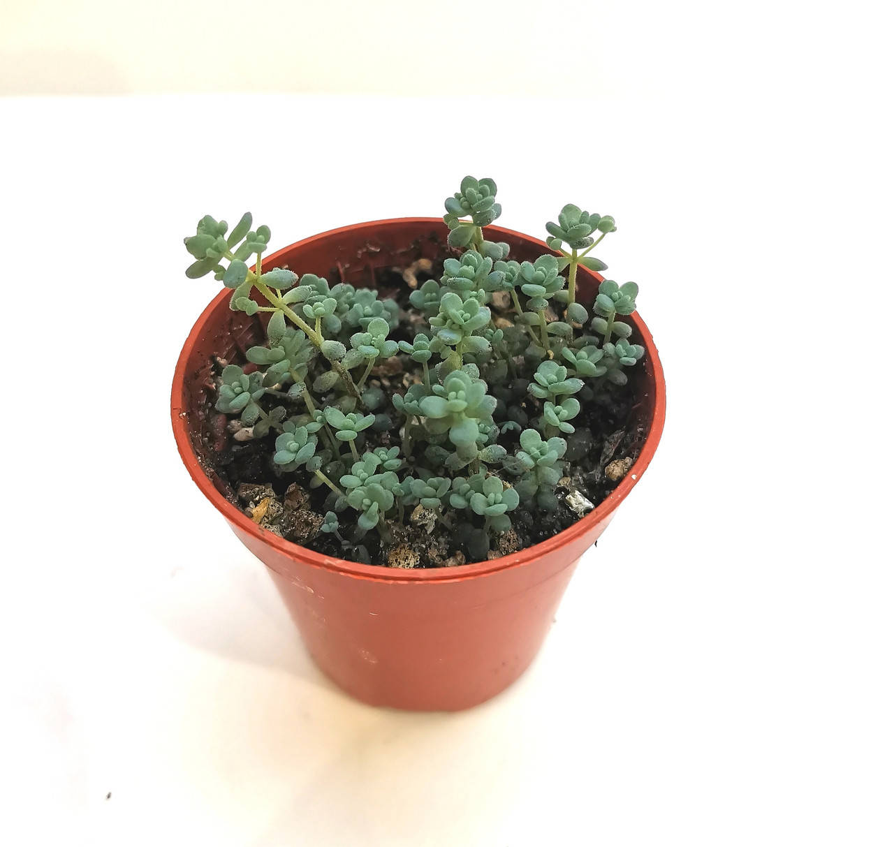 

Седум Sedum dasyphyllum Суккулент Комнатное растение