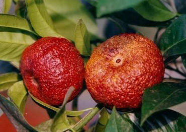 

Клементин Рубино Россо (Citrus clementina Rubino Rosso) до 20 см с красной мякотью .Комнатный