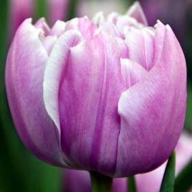 

Тюльпан Махровый Katinka луковицы, Сиреневый