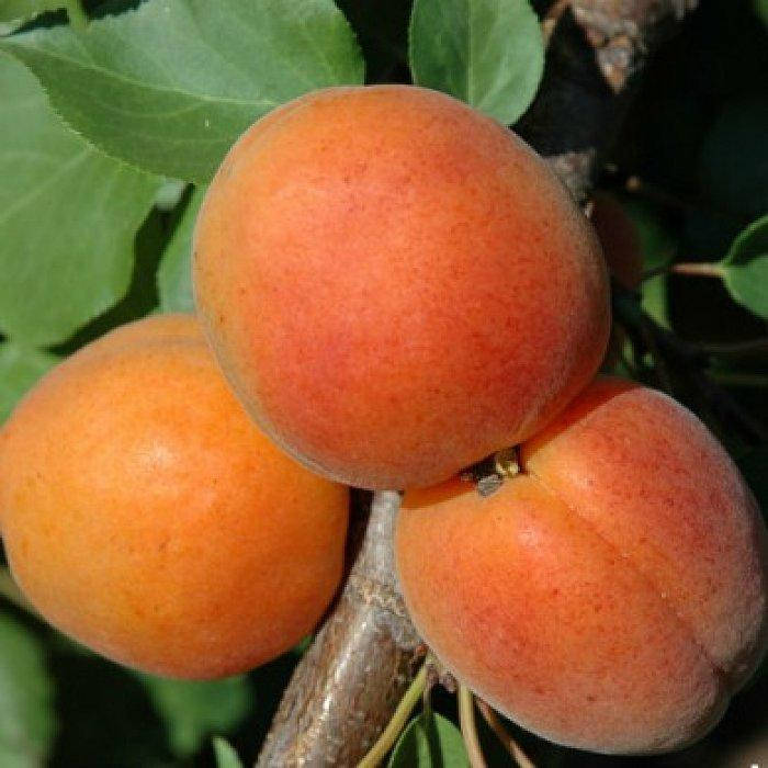 

Абрикос Фардао (поздний)