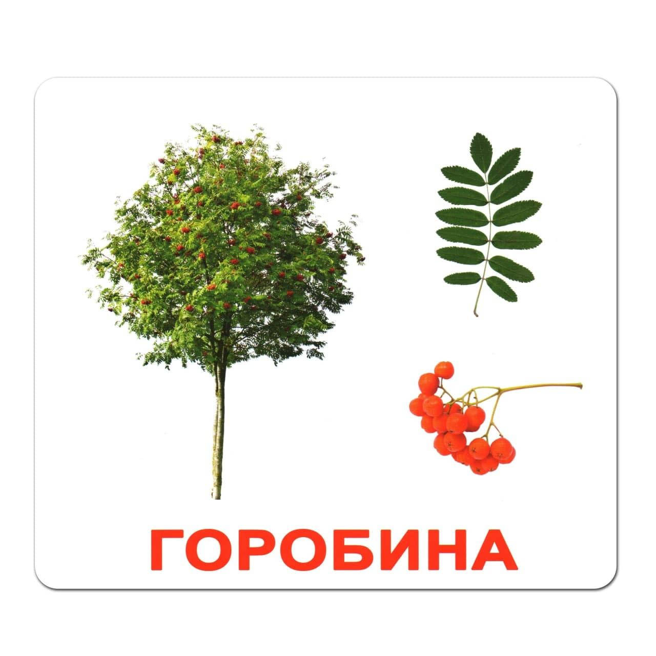 

Карточки большие русские с фактами, ламинированые "Дерева" 20шт, ТМ Вундеркинд, 094415