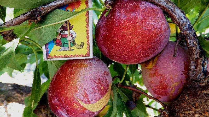 

Слива РЕНКЛОД КАРБЫШЕВА