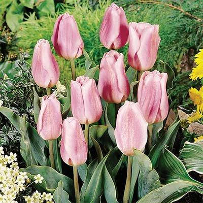 

Тюльпан Synaeda Amor (луковицы) 3 шт