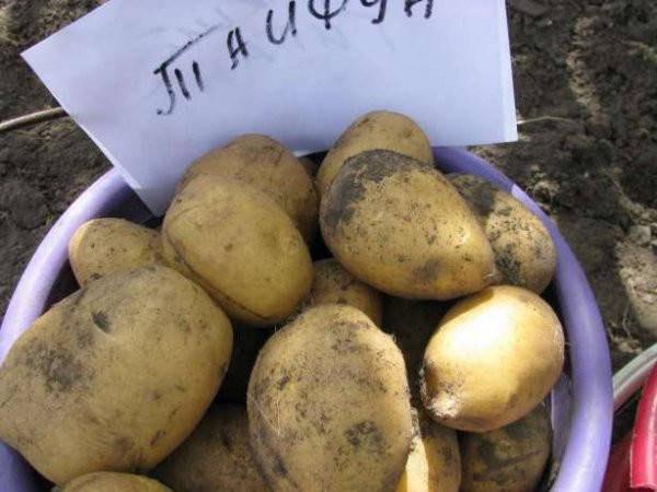 

Картофель семенной Тайфун