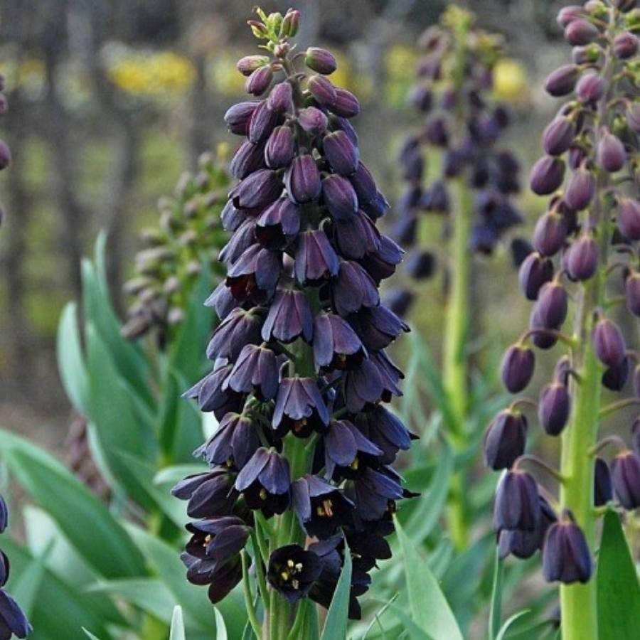 

Рябчик Персиан Белс (Persian Bells)
