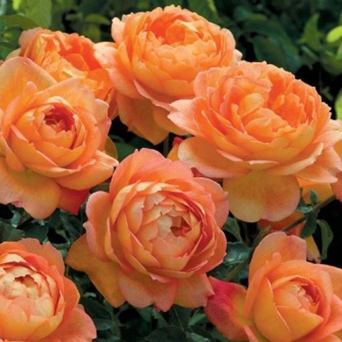 

Пэт Остин (Pat Austin)