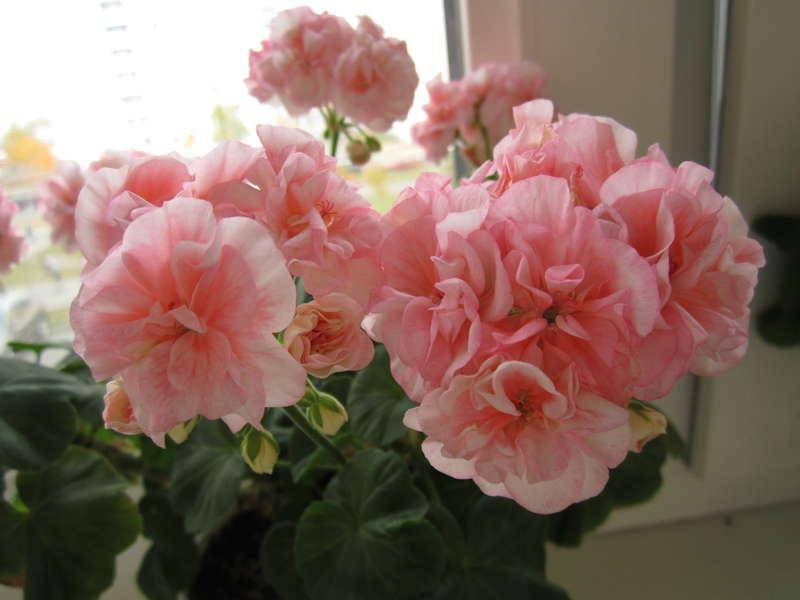 

Пеларгония Bold Ann